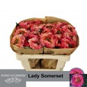 R GR Lady Somerset 50er - Rosen van Bebber