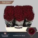 santini Purpetta Red - VannoVa Master Growers
