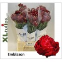 TU Emblazon - XL Tulips BV