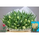 tulipe AVANTGARDE - Triflor