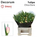 tulipe CHICA DURA - Fa. P. Spruit en Zn.