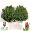 tulipe Escape rouge - ETRU colourfulflowers
