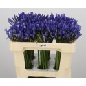 Agapanthus uri - African Roots BV