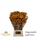 Anigoz Gold Fever - Florencia Blooms