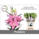 lilium Praiano 4+ - Gentily