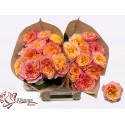 R GR Kensington Gardens! - Kluempen Roses