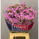 statice fantasia fuchsia WINGS - TONIE...