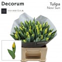 tulipe NOVI SUN - Van der Gulik BV