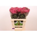 Achillea fuchsia - Marginpar / ET