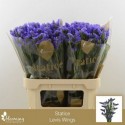 statice LEVIS WINGS - TONIE Flowers