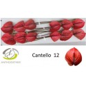 anthurium CANTELLO - Anthogether Bouman