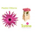 germini Pastini Vittoria - Topline Gerbera