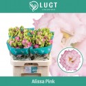 lysianthus G ALISSA PINK - Lugt Lisianthus