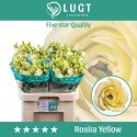 lysianthus G ROSI YELLOW - Lugt Lisianthus