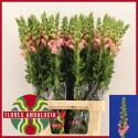 muflier POTO PINK - Flores Andalucia BV