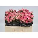 R branchue TRALALA - Sunrise Roses / BSI