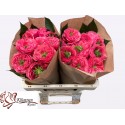 R GR Middleton! - Kluempen Roses