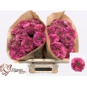 R GR Purple Delight - Kluempen Roses