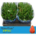 tulipe AD REM - PolderPride vdGulik