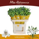 Alstroemeria virginia blanc 55gr - Miss...