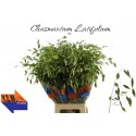 Chasmanthium Latifol - YZM Lev Flowers Ltd