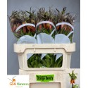 FRIT Orange beauty Burgerbrug - Gia Flowers