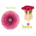 GE MB Bol YaraYara - Topline Gerbera