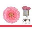GE MB POMPONI PIGGY - Schouten Opti-Fleurs BV