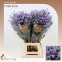 Limonium Utah Blue - Blooming Innovations