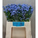 Myosotis alpestris Blue Memory - Kwekerij...