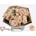 R GR Amberley Park! - Kluempen Roses