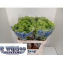 Viburnum Opulus Roseum Sneeuwbal Wit 80cm...