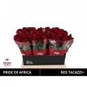 R GR RED TACAZZI+ - Kneppers Rozen