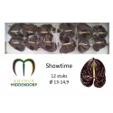 anthurium showtime x 12 - AnthurMiddendorp