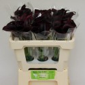calla noir 50 cm - van Schie Calla's
