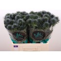 chardon Scorpius Questar - Marginpar / KD