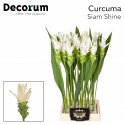 Curcuma Alismatifolia Siam Shine (70cm) -...