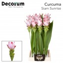 Curcuma Alismatifolia Siam Sunrise (70cm)...
