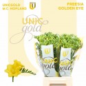 freesia GOLDEN EYE - UNICGOLD M.C. Hofland
