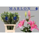 lilium Marlon rose - Frans Maalman BV