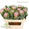 Protea Susara - FreshCap