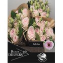 R branchue Ballerina BB5 - Diepers Rosen