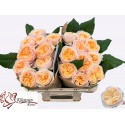 R GR Freya Gardens! - Kluempen Roses