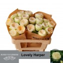 R GR Lovely Harper 50 er - Rosen van Bebber