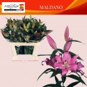 lilium Maldano' - Meijflor