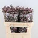 Limonium Oshi Pink - Imani Flowers Ltd