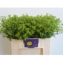 Alchemilla m Robustica (kopie) - RCQ de...