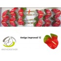 anthurium AMIGO IMPROVE - Anthogether Wijnen