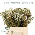 Brunia Nodiflora (spray Brunia) - FreshCap