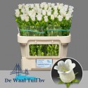 CAMP Campanula blanc 998x50 - De Waal Tuil